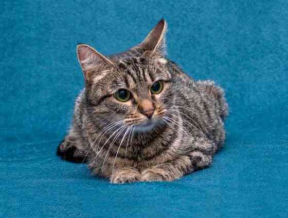 Малышка Муся ищет дом и любящее сердце Москва