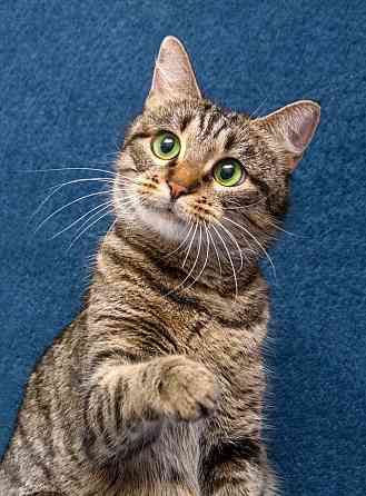 Малышка Муся ищет дом и любящее сердце Москва