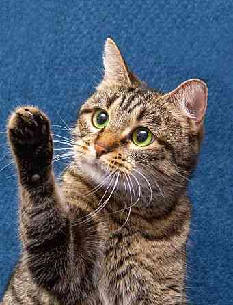 Малышка Муся ищет дом и любящее сердце Москва