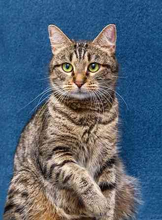 Малышка Муся ищет дом и любящее сердце Москва