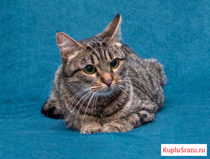 Малышка Муся ищет дом и любящее сердце Москва - изображение 4