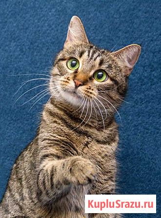 Малышка Муся ищет дом и любящее сердце Москва - изображение 1