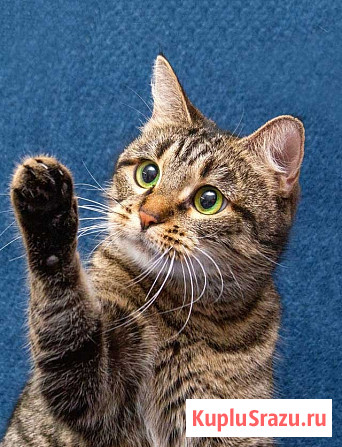 Малышка Муся ищет дом и любящее сердце Москва - изображение 2