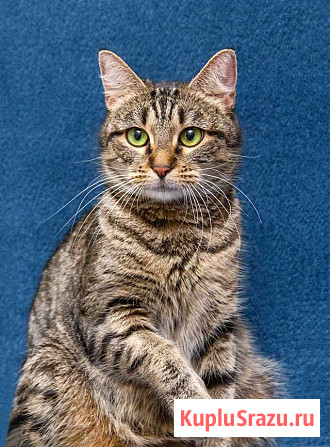 Малышка Муся ищет дом и любящее сердце Москва - изображение 3