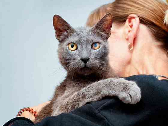 Гера ищет дом: доверчивое сердце, которое верит в людей вопреки всему Москва