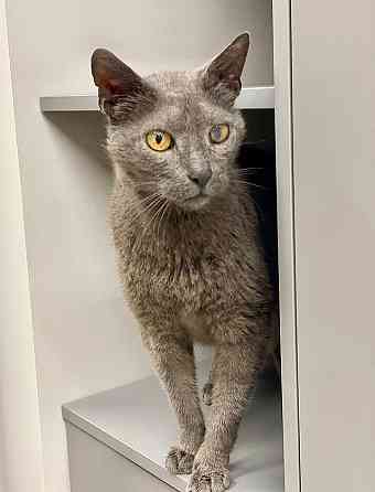 Гера ищет дом: доверчивое сердце, которое верит в людей вопреки всему Москва