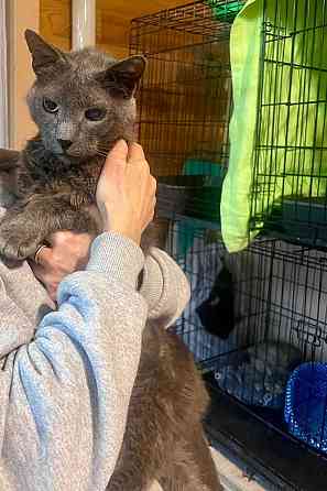 Гера ищет дом: доверчивое сердце, которое верит в людей вопреки всему Москва