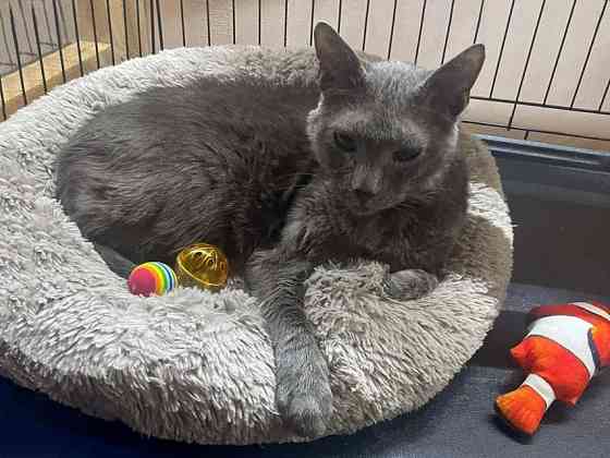 Гера ищет дом: доверчивое сердце, которое верит в людей вопреки всему Москва