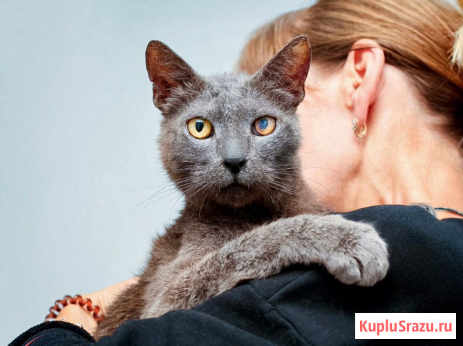 Гера ищет дом: доверчивое сердце, которое верит в людей вопреки всему Москва - изображение 3