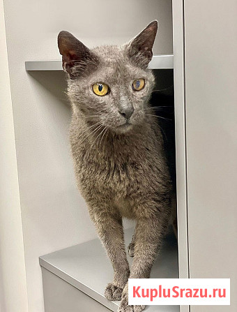 Гера ищет дом: доверчивое сердце, которое верит в людей вопреки всему Москва - изображение 2