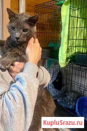 Гера ищет дом: доверчивое сердце, которое верит в людей вопреки всему Москва - изображение 1