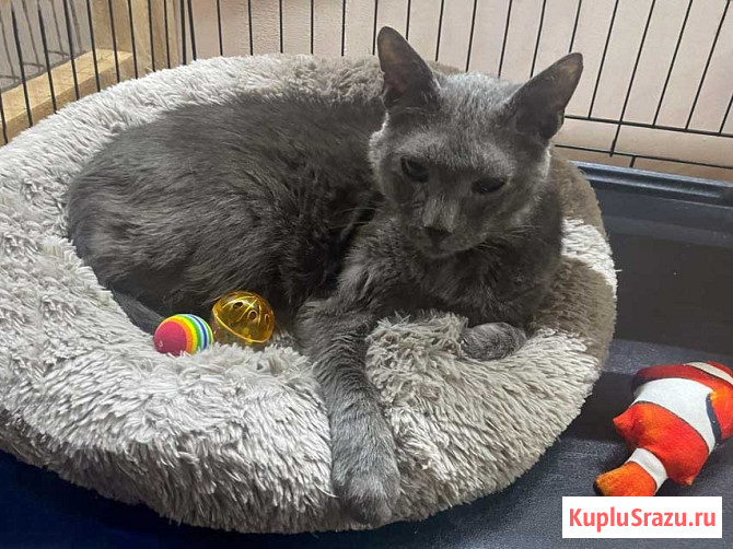 Гера ищет дом: доверчивое сердце, которое верит в людей вопреки всему Москва - изображение 4