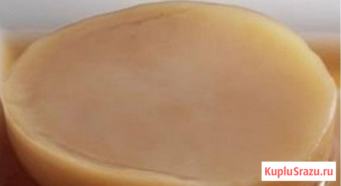 Блинчик для приготовления напитка чайный гриб камбуча Сыктывкар - изображение 1