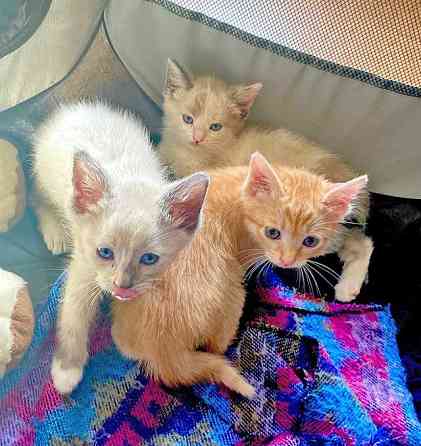 Бесподобные крохи-котята ищут дом Москва