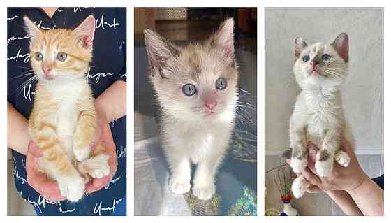 Бесподобные крохи-котята ищут дом Москва