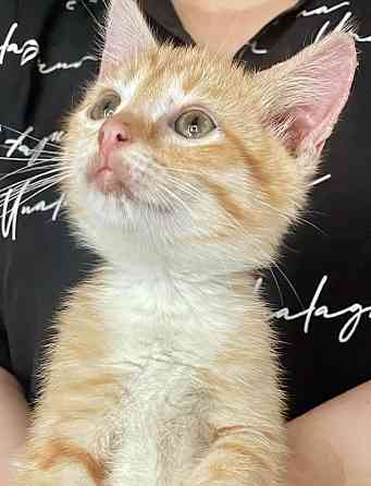 Бесподобные крохи-котята ищут дом Москва