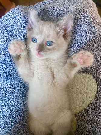 Бесподобные крохи-котята ищут дом Москва