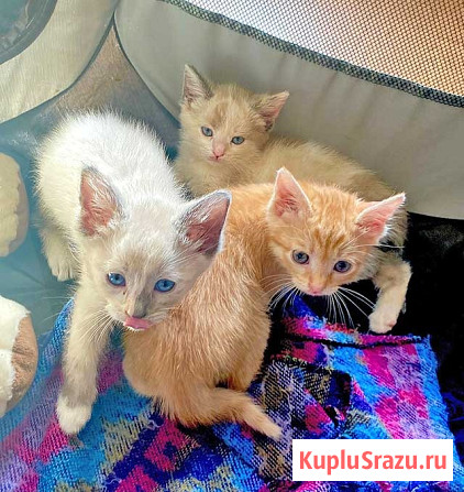 Бесподобные крохи-котята ищут дом Москва - изображение 2
