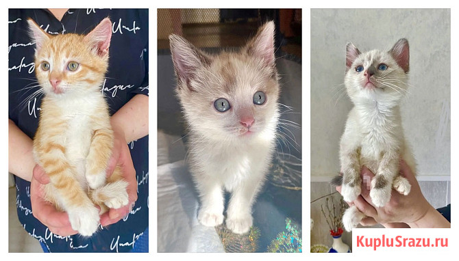 Бесподобные крохи-котята ищут дом Москва - изображение 1