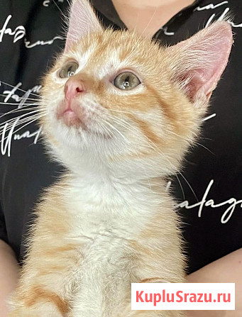 Бесподобные крохи-котята ищут дом Москва - изображение 3