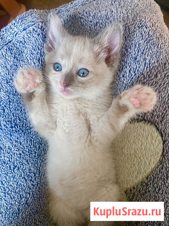 Бесподобные крохи-котята ищут дом Москва - изображение 4