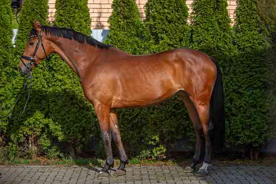 Кобыла полукровная, 2021 г.р., 173 вх, масть гнедая, с отличным происхождением Курск