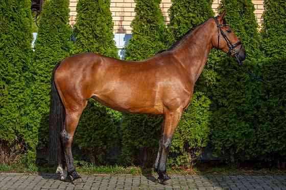 Кобыла полукровная, 2021 г.р., 173 вх, масть гнедая, с отличным происхождением Курск