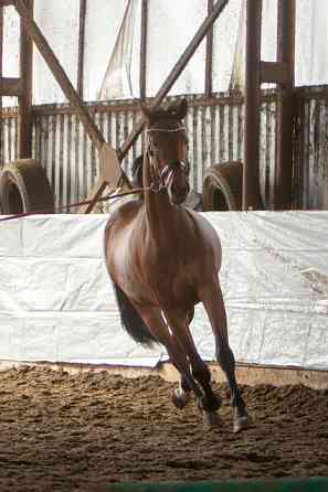 Кобыла полукровная, 2021 г.р., 173 вх, масть гнедая, с отличным происхождением Курск