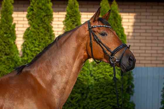 Кобыла полукровная, 2021 г.р., 173 вх, масть гнедая, с отличным происхождением Курск