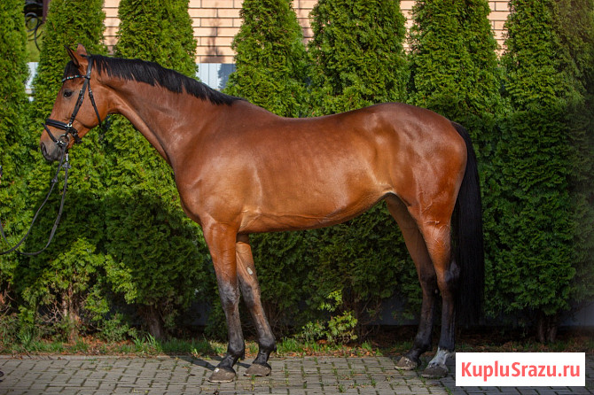 Кобыла полукровная, 2021 г.р., 173 вх, масть гнедая, с отличным происхождением Курск - изображение 3