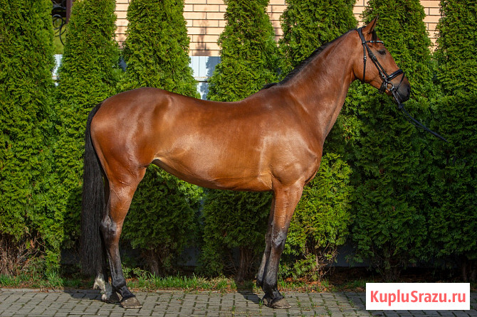 Кобыла полукровная, 2021 г.р., 173 вх, масть гнедая, с отличным происхождением Курск - изображение 2