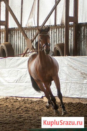 Кобыла полукровная, 2021 г.р., 173 вх, масть гнедая, с отличным происхождением Курск - изображение 1