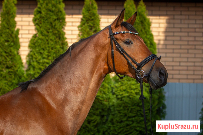Кобыла полукровная, 2021 г.р., 173 вх, масть гнедая, с отличным происхождением Курск - изображение 4