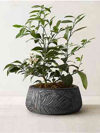 Большие вазоны для цветов уличные Казань