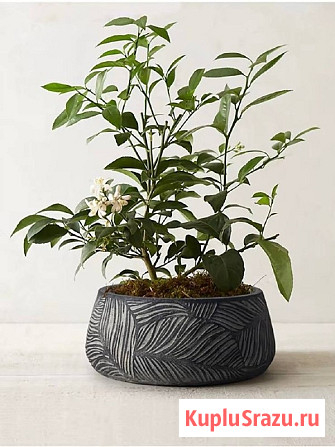 Большие вазоны для цветов уличные Казань - изображение 2