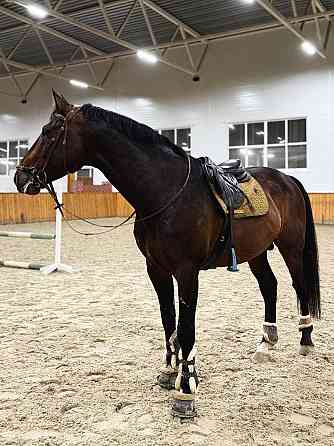 Жеребец породы Латвийская теплокровная Москва