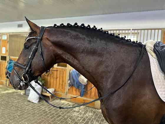 Жеребец породы Латвийская теплокровная Москва