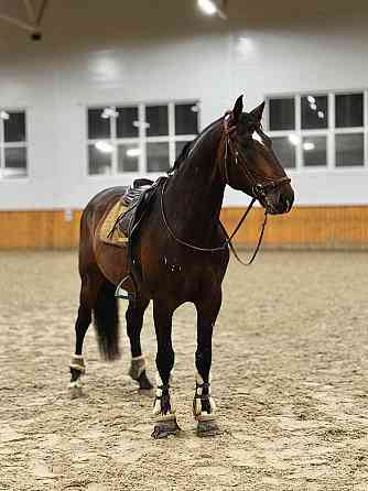 Жеребец породы Латвийская теплокровная Москва