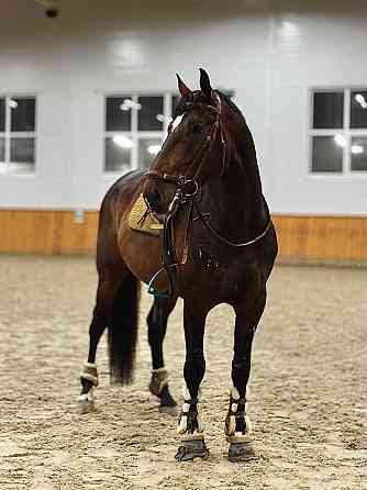 Жеребец породы Латвийская теплокровная Москва