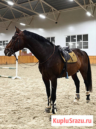 Жеребец породы Латвийская теплокровная Москва - изображение 2
