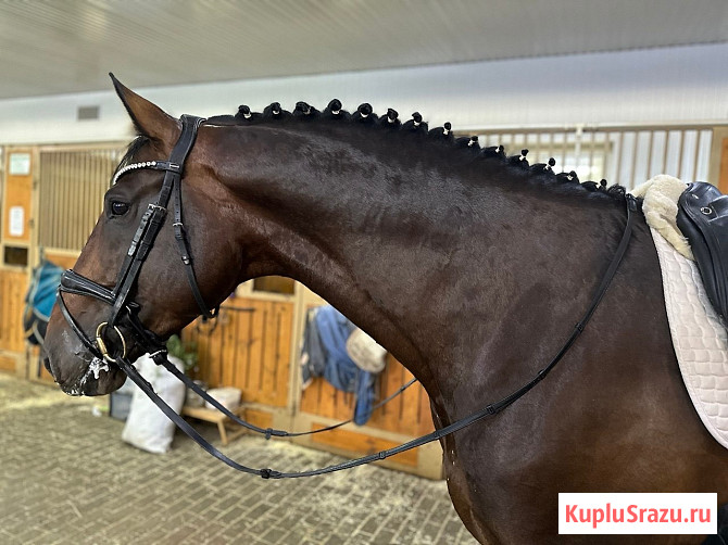 Жеребец породы Латвийская теплокровная Москва - изображение 4