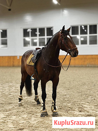 Жеребец породы Латвийская теплокровная Москва - изображение 1