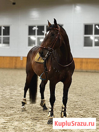 Жеребец породы Латвийская теплокровная Москва - изображение 3