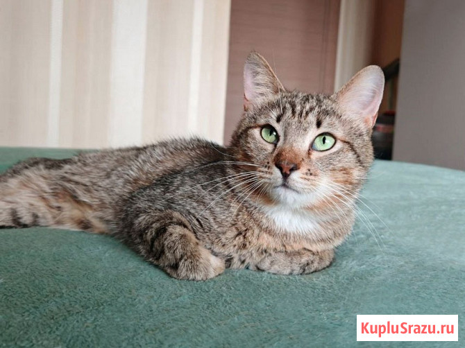 Полосатый молодой котик Кузя ищет дом Москва - изображение 2