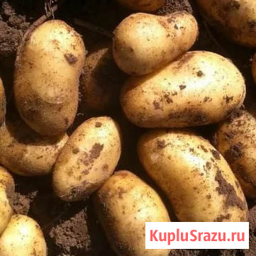 Продажа овощей оптом для покупателей в Сибири Барнаул - изображение 1