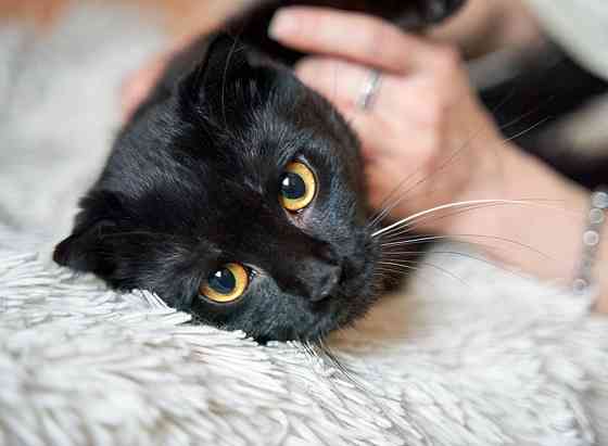 Роскошный черный котик-подросток Марио, метис шотландской вислоухой ищет дом Москва