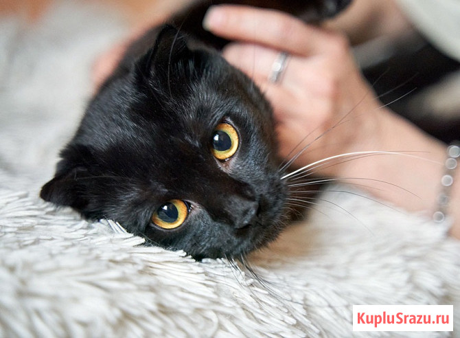 Роскошный черный котик-подросток Марио, метис шотландской вислоухой ищет дом Москва - изображение 3