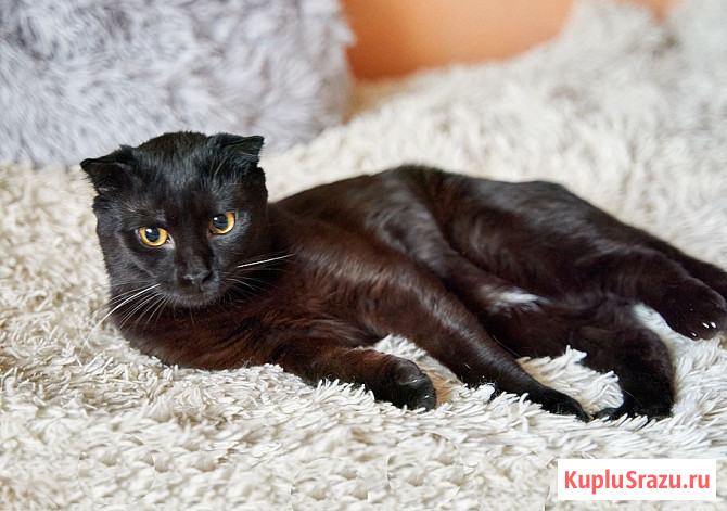 Роскошный черный котик-подросток Марио, метис шотландской вислоухой ищет дом Москва - изображение 4