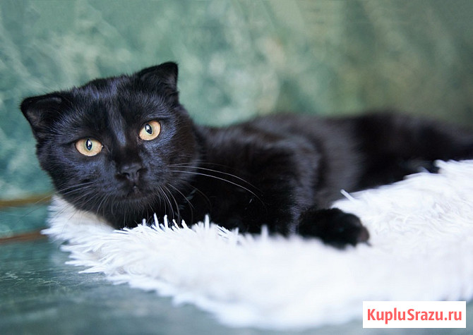 Роскошный черный котик-подросток Марио, метис шотландской вислоухой ищет дом Москва - изображение 2