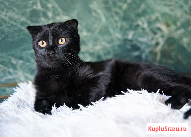 Роскошный черный котик-подросток Марио, метис шотландской вислоухой ищет дом Москва - изображение 1